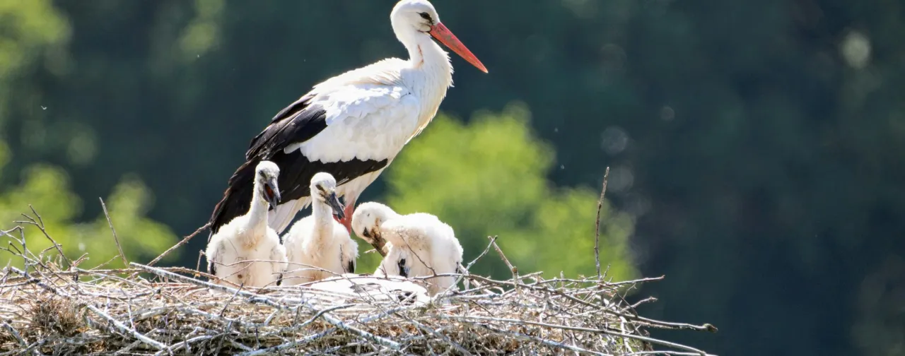 Stork på Österlen