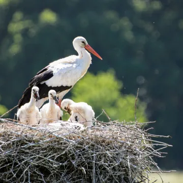 Stork på Österlen
